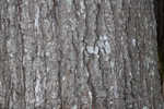 Cherrybark oak